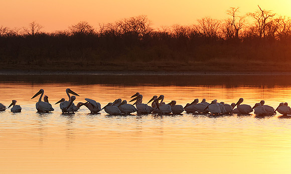 White pelicans - Hwange
