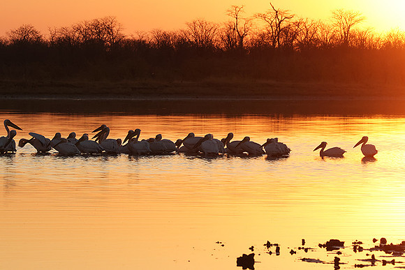 White pelicans - Hwange