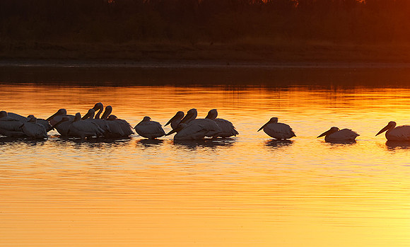White pelicans - Hwange