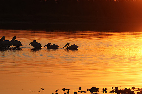 White pelicans - Hwange