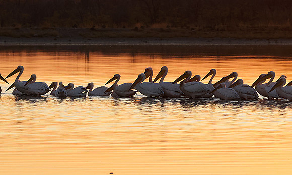 White pelicans - Hwange