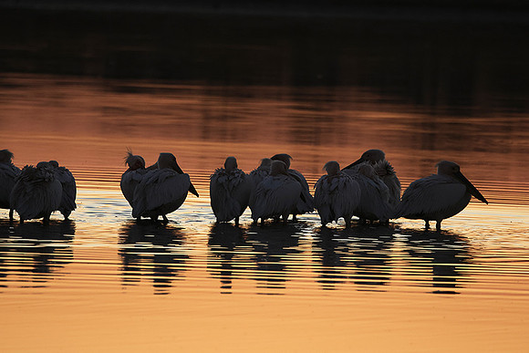 White pelicans - Hwange