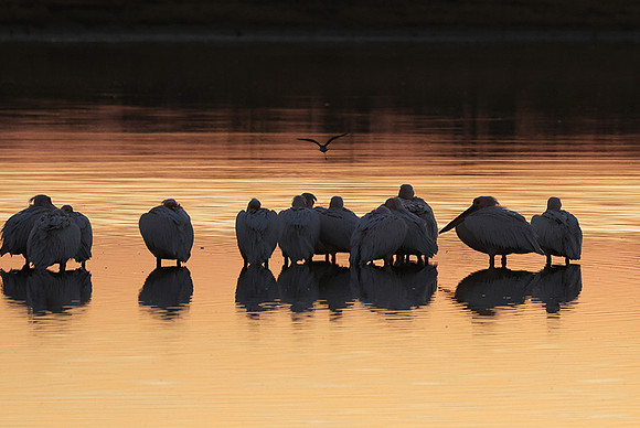 White pelicans - Hwange