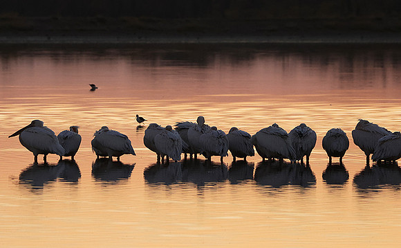 White pelicans - Hwange