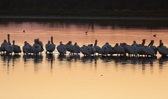 White pelicans - Hwange