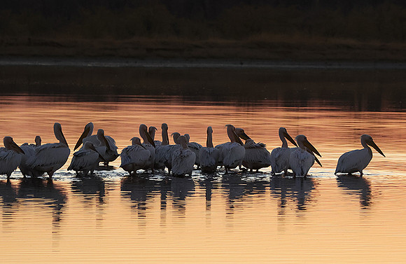 White pelicans - Hwange