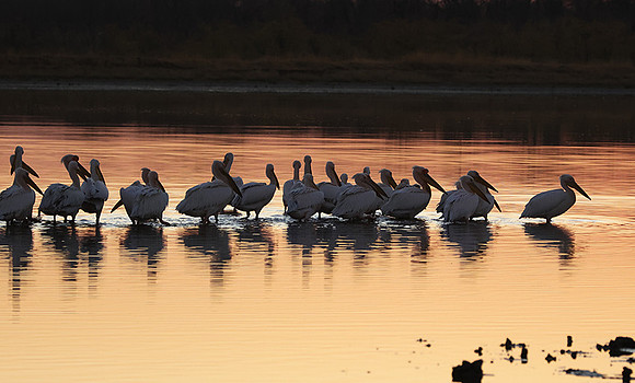 White pelicans - Hwange