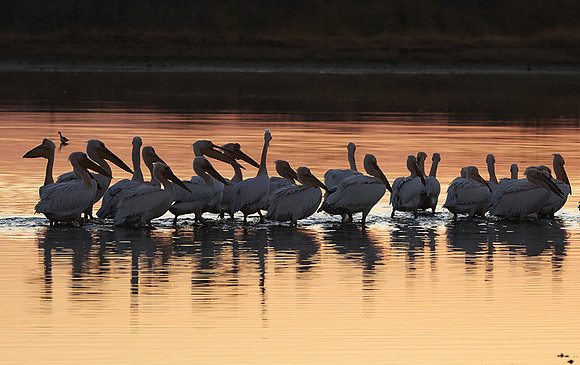 White pelicans - Hwange