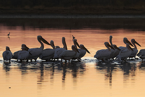 White pelicans - Hwange