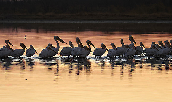 White pelicans - Hwange