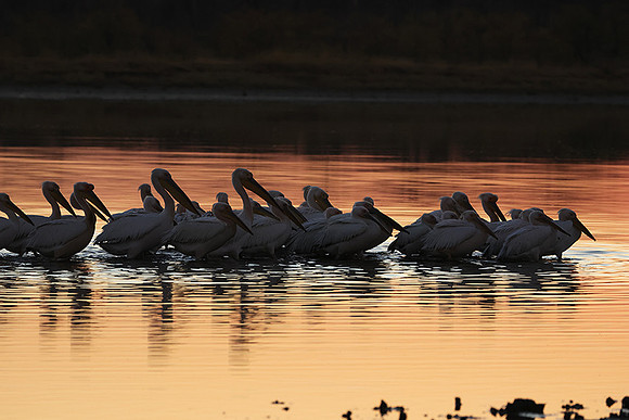 White pelicans - Hwange