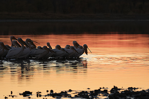 White pelicans - Hwange