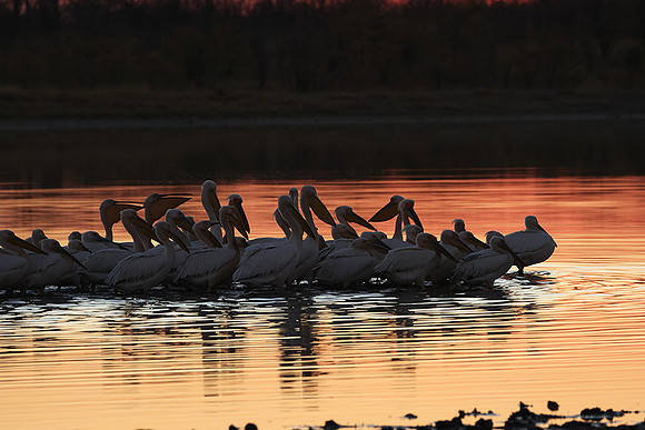 White pelicans - Hwange