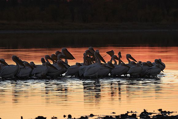 White pelicans - Hwange