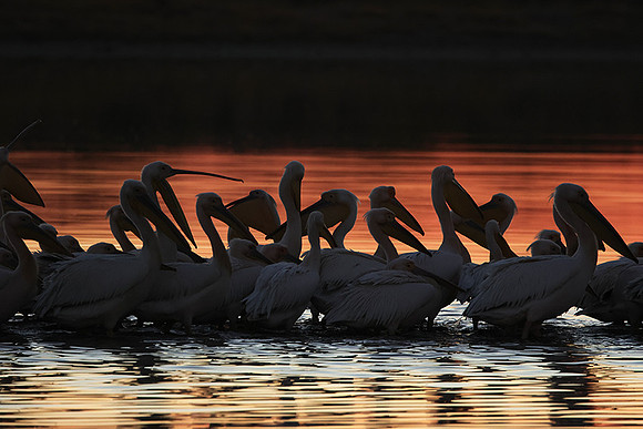 White pelicans - Hwange