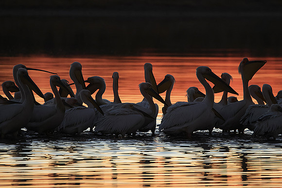 White pelicans - Hwange