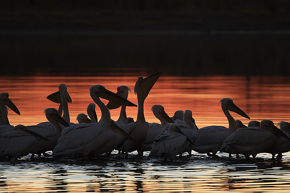 White pelicans - Hwange