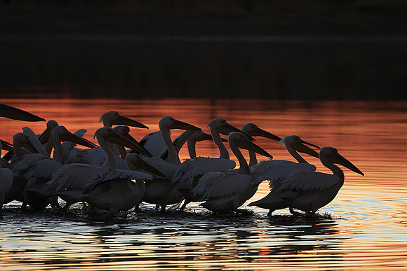 White pelicans - Hwange