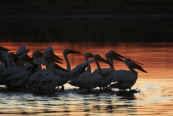 White pelicans - Hwange
