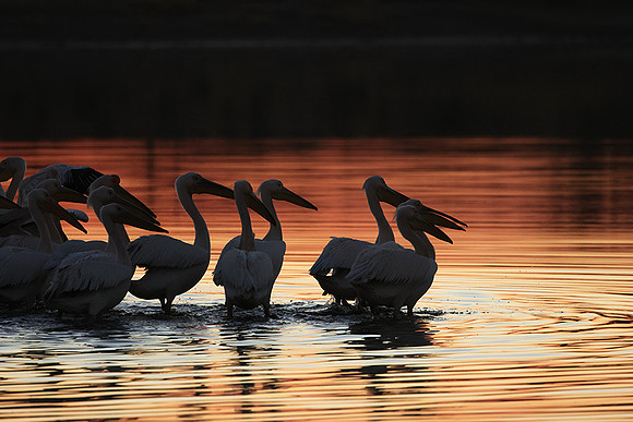 White pelicans - Hwange