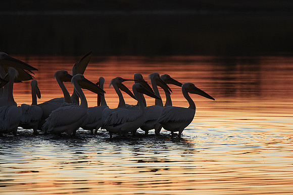 White pelicans - Hwange