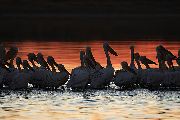 White pelicans - Hwange