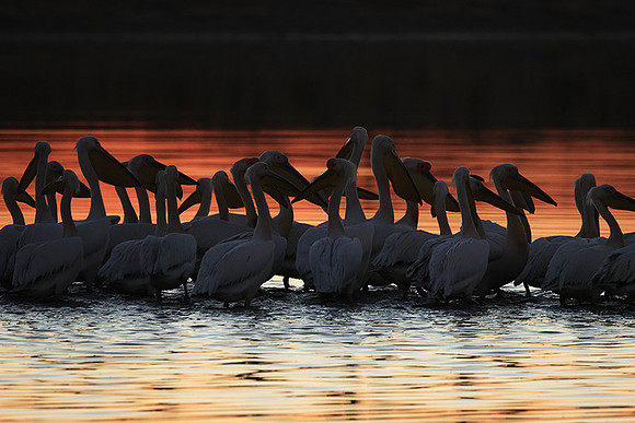 White pelicans - Hwange