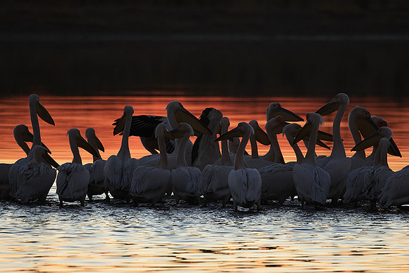 White pelicans - Hwange