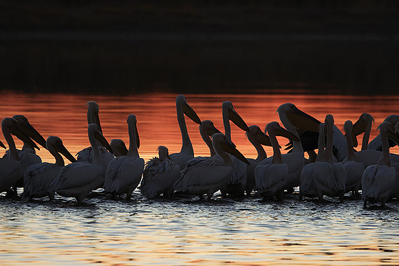 White pelicans - Hwange