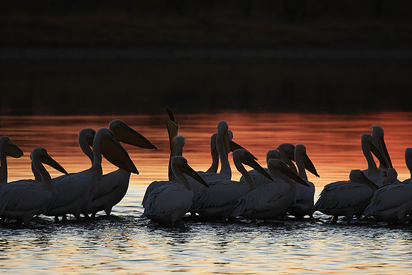 White pelicans - Hwange