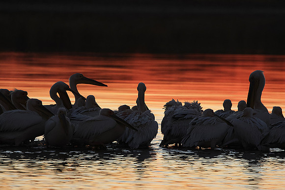 White pelicans - Hwange