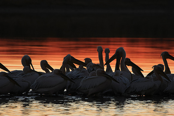 White pelicans - Hwange