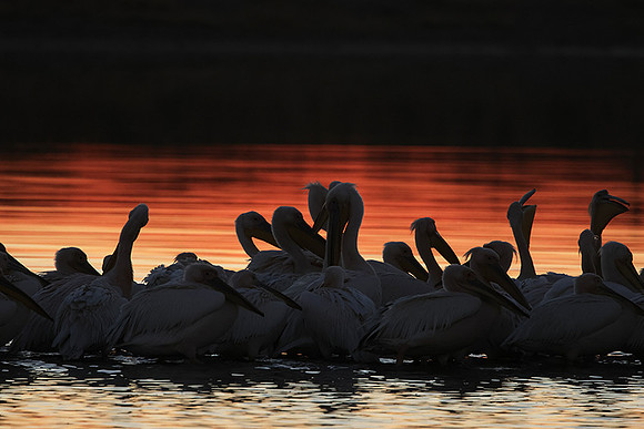 White pelicans - Hwange