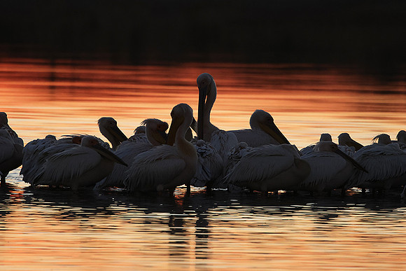 White pelicans - Hwange