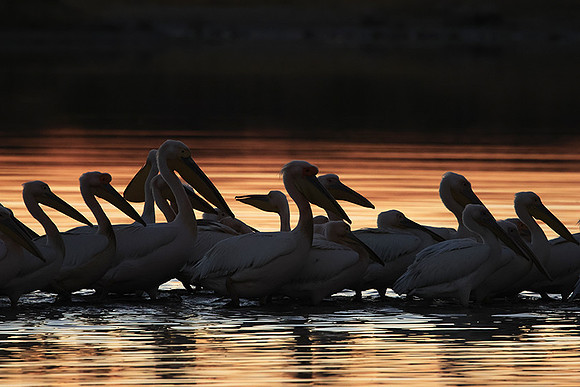 White pelicans - Hwange
