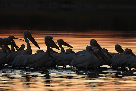 White pelicans - Hwange
