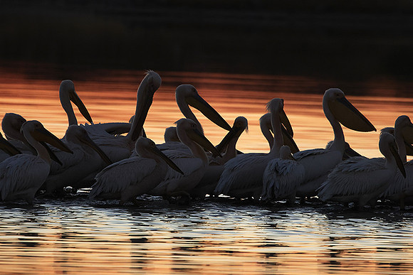 White pelicans - Hwange