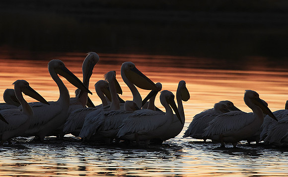White pelicans - Hwange