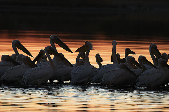 White pelicans - Hwange