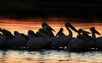 White pelicans - Hwange