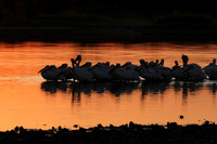White pelicans - Hwange