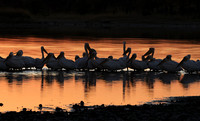 White pelicans - Hwange