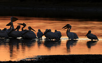 White pelicans - Hwange