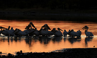 White pelicans - Hwange
