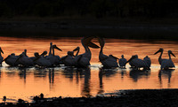 White pelicans - Hwange