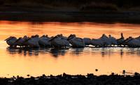 White pelicans - Hwange