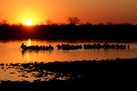 White pelicans - Hwange