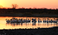 White pelicans - Hwange