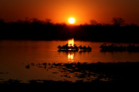 White pelicans - Hwange