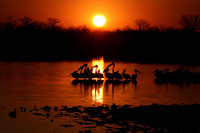 White pelicans - Hwange
